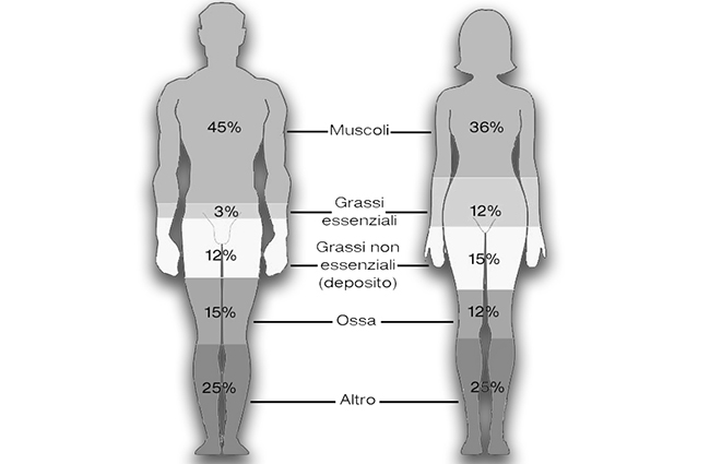Immagine servizi Fitness Faktory bioimpedenziometria BIA